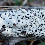 Hypotrachyna osseoalba
