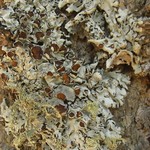 Hypotrachyna physcioides