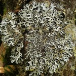 Hypotrachyna prolongata