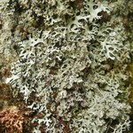 Hypotrachyna prolongata