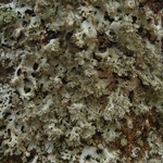 Hypotrachyna prolongata