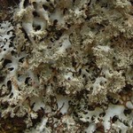 Hypotrachyna prolongata
