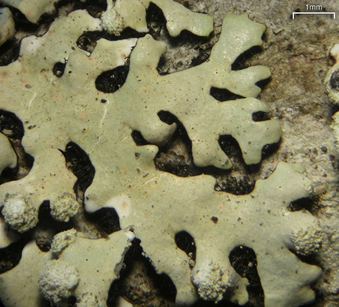 Hypotrachyna pseudosinuosa
