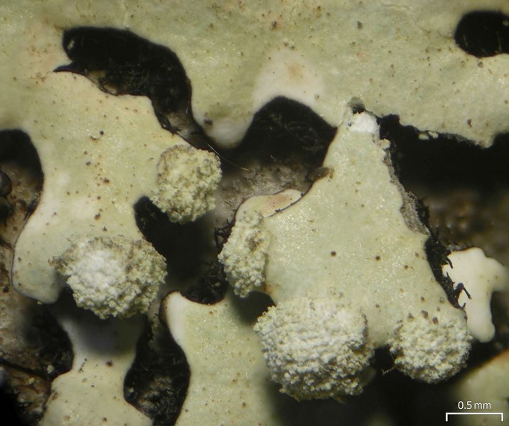 Hypotrachyna pseudosinuosa
