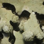 Hypotrachyna pseudosinuosa