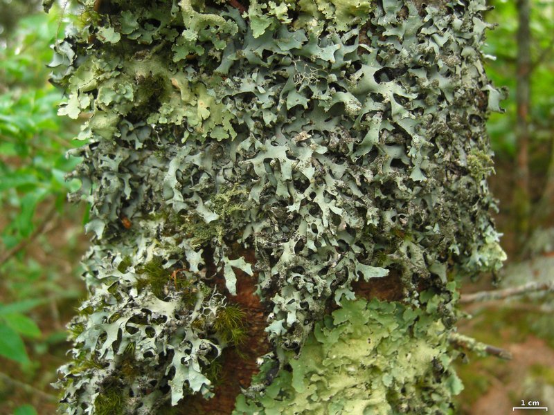 Hypotrachyna revoluta