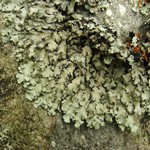 Hypotrachyna rockii