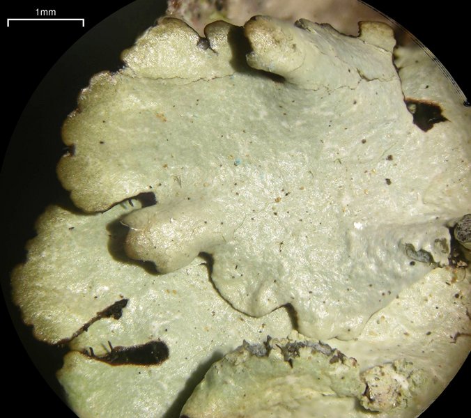 Parmelinopsis showmanii