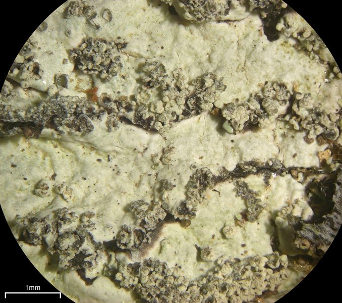 Parmelinopsis showmanii