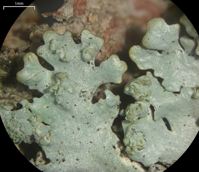 Parmelinopsis showmanii