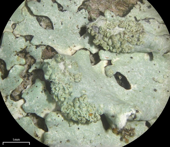 Parmelinopsis showmanii