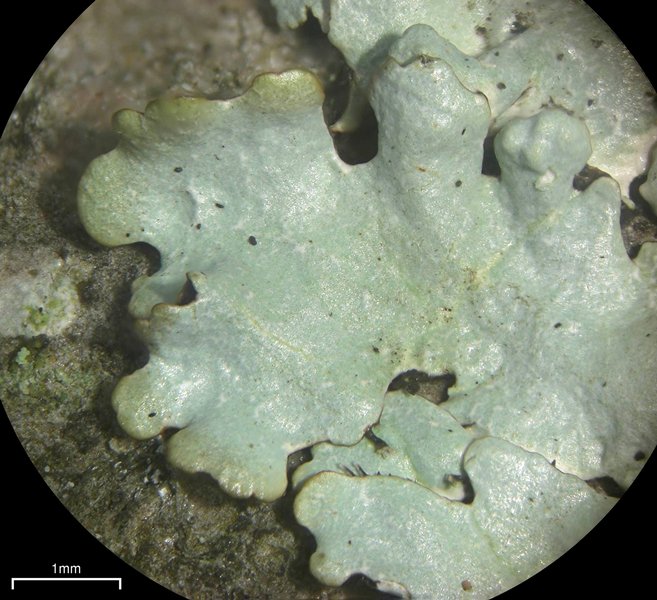 Parmelinopsis showmanii