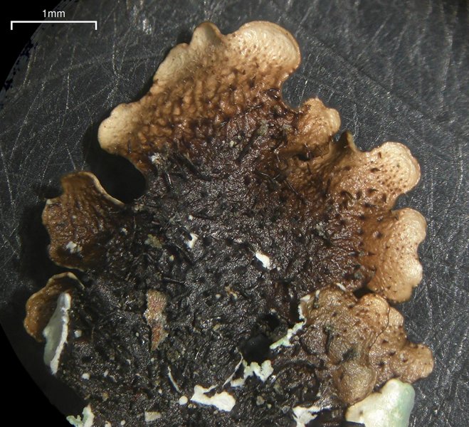 Parmelinopsis showmanii
