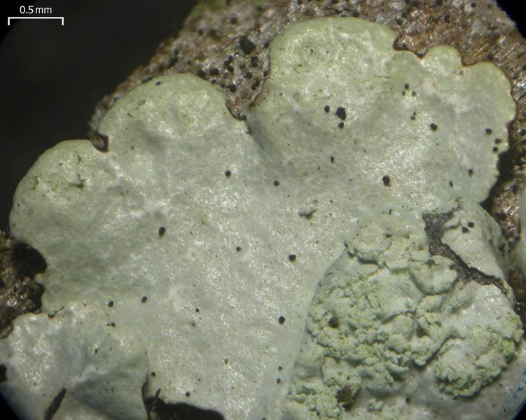 Parmelinopsis showmanii