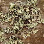 Hypotrachyna sinuosa