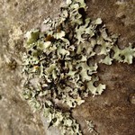 Hypotrachyna sinuosa