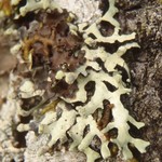 Hypotrachyna sinuosa