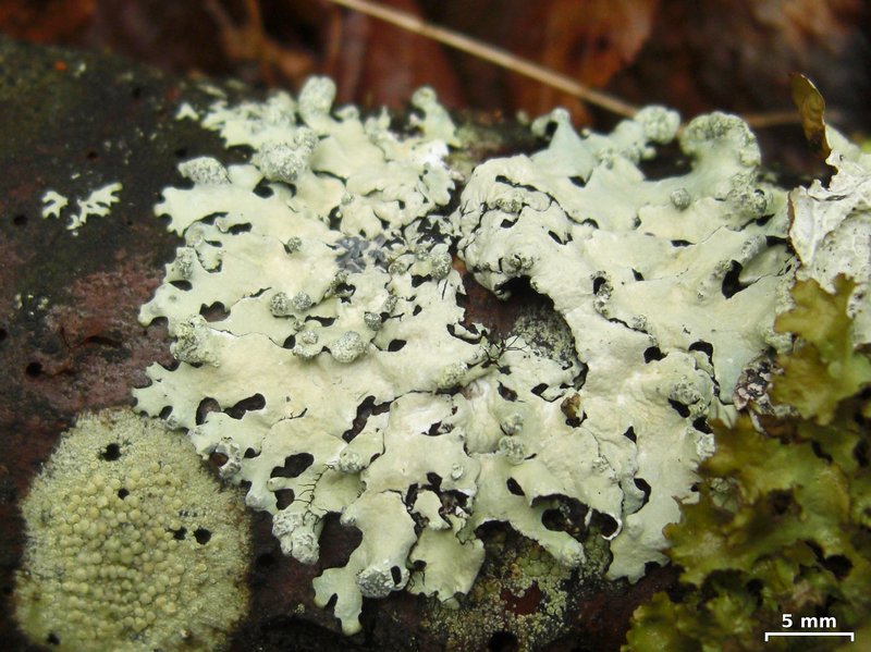Hypotrachyna taylorensis