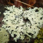 Hypotrachyna taylorensis