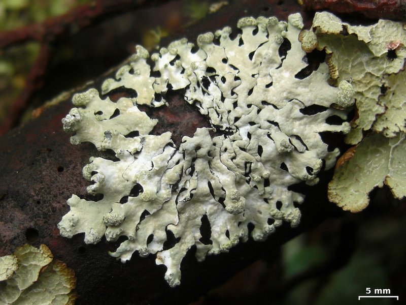 Hypotrachyna taylorensis
