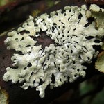 Hypotrachyna taylorensis