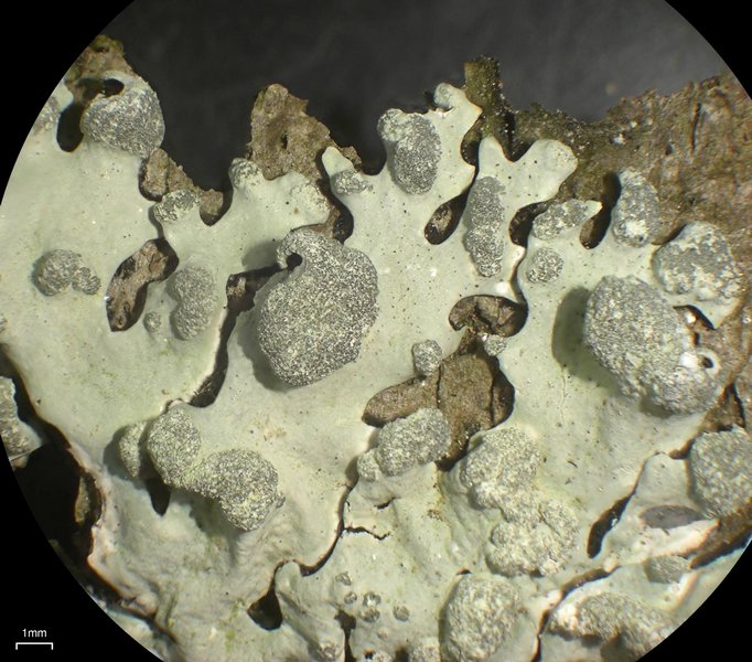 Hypotrachyna taylorensis