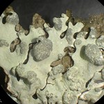 Hypotrachyna taylorensis
