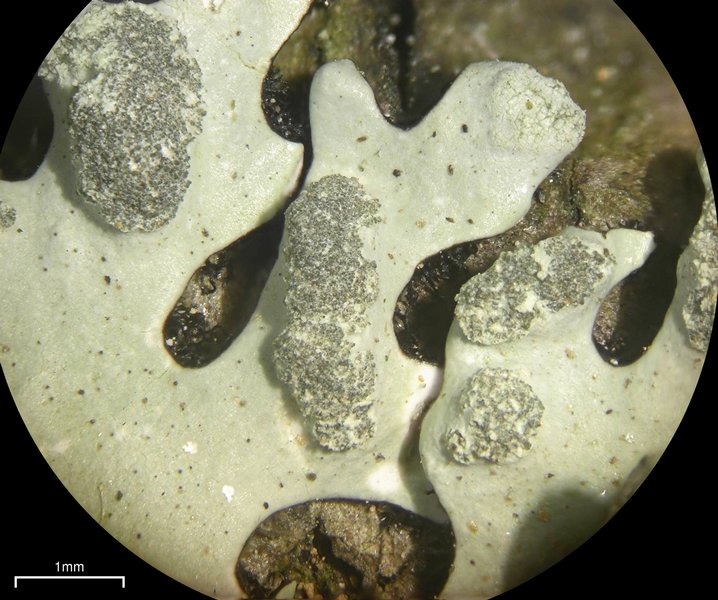 Hypotrachyna taylorensis