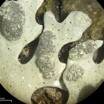 Hypotrachyna taylorensis