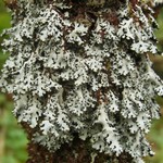 Hypotrachyna virginica