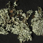 Hypotrachyna virginica