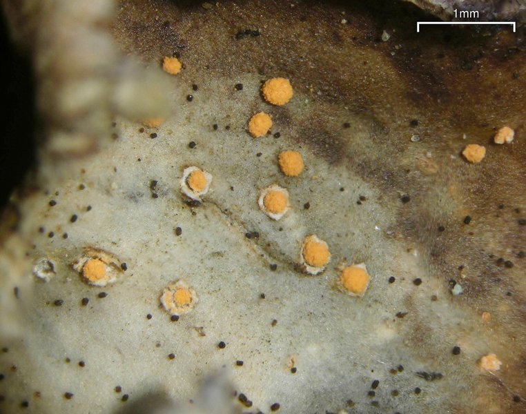 Illosporium carneum