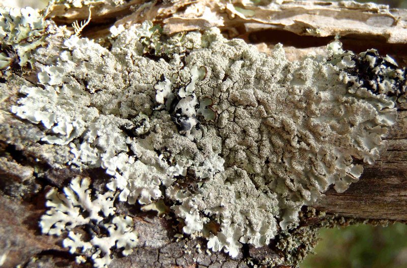 Imshaugia aleurites