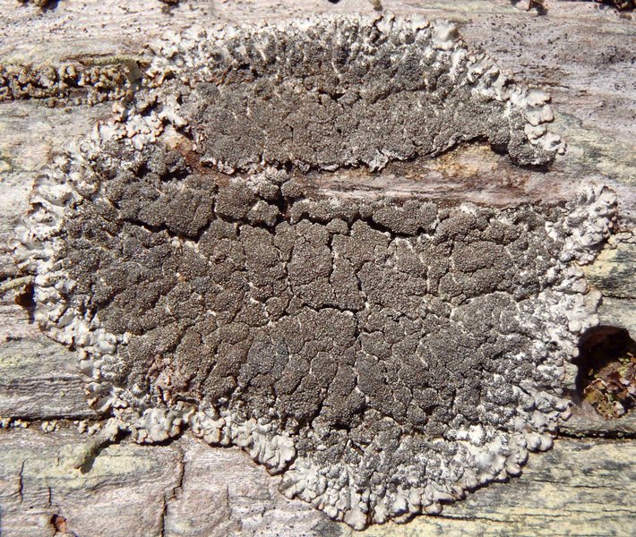 Imshaugia aleurites