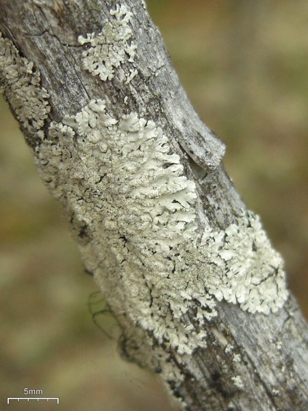 Imshaugia aleurites