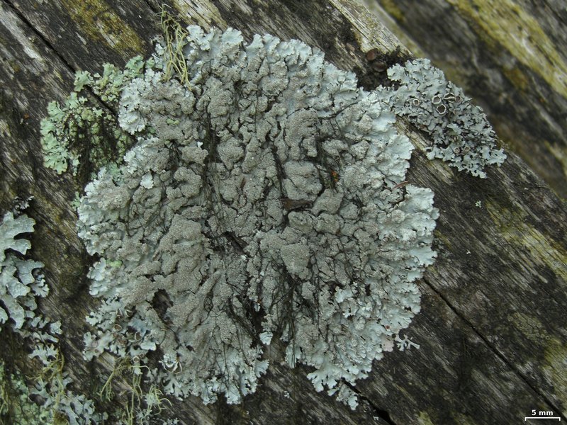 Imshaugia aleurites