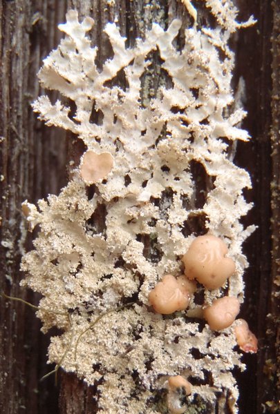 Imshaugia aleurites