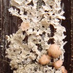 Imshaugia aleurites