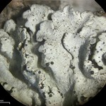 Imshaugia placorodia