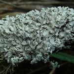 Imshaugia placorodia