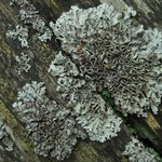 Imshaugia placorodia