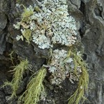 Imshaugia placorodia