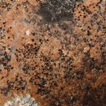 Ionaspis lacustris