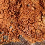 Ionaspis lacustris