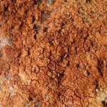 Ionaspis lacustris