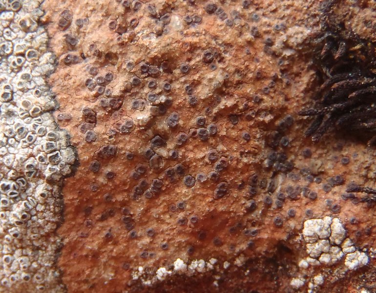 Ionaspis obtecta