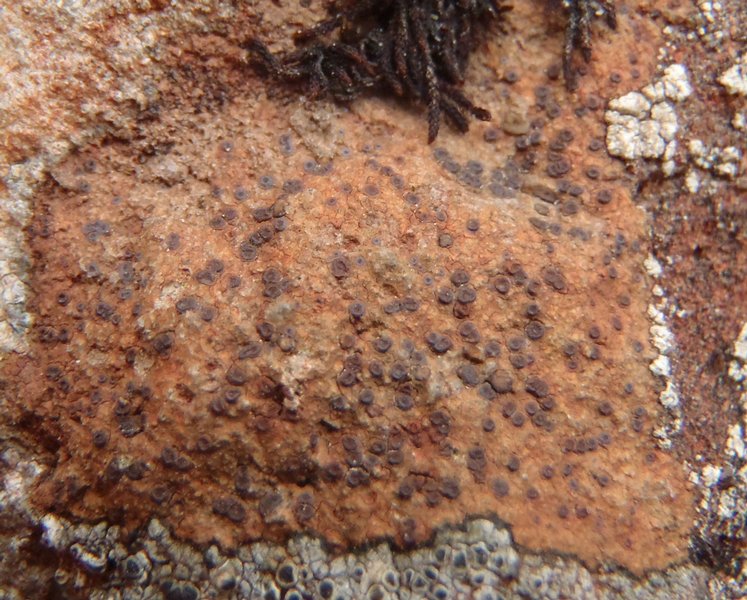 Ionaspis obtecta