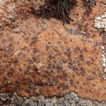 Ionaspis obtecta