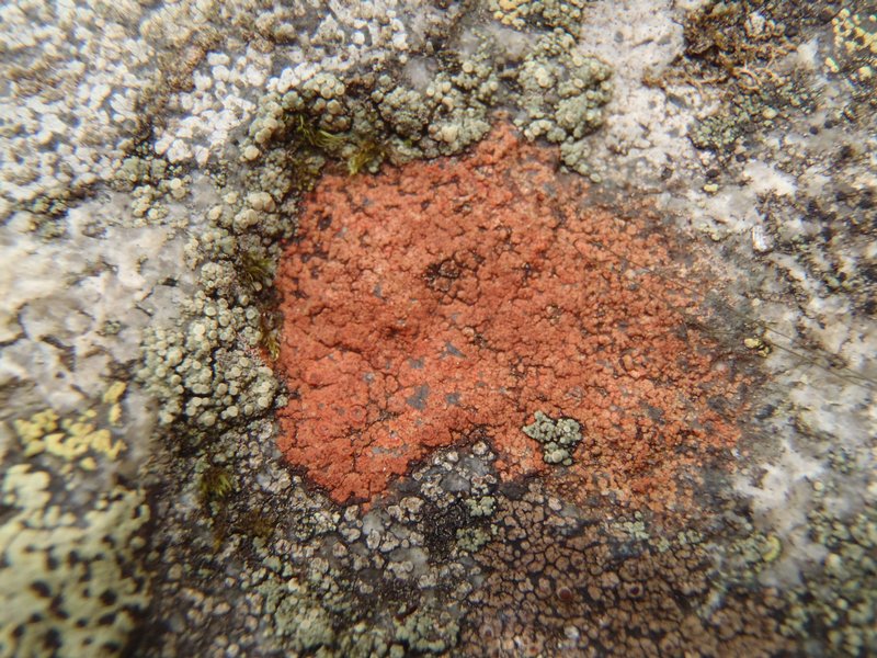 Ionaspis obtecta