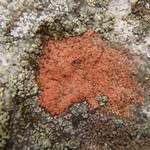 Ionaspis obtecta